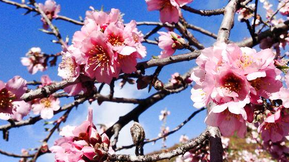 Mandelbluete-La-Palma-kanaren-los-llanos-puntagorda